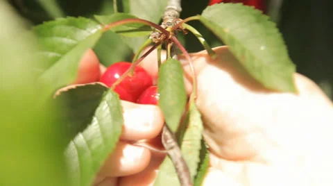 Farmer's Hand Picking Cherries From Tree Stock Footage 38437410