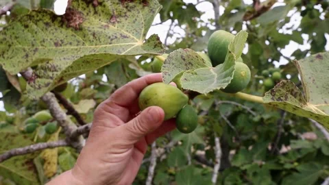 Farmer's hand picking fig from fruit tree in orchard Stock Footage 208056677