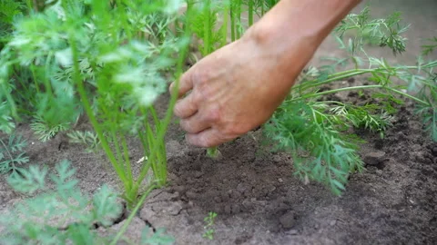 Farmer's hand pulls a carrot from bed. Slow motion video Stock Footage 147522593