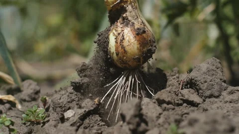 Farmer's hand pulls out onion head in dry land in slow motion. Stock Footage 134846478