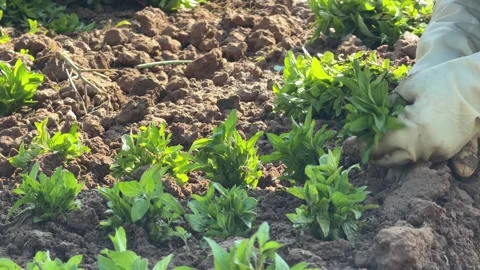 A farmers hand sets basil seedlings into loose cultivated soil while positioning Stock Footage 338333276