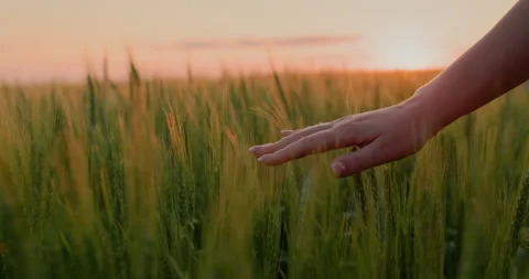 Farmer's hand stroking ears of wheat at sunset. Follow shot Stock Footage 251333011
