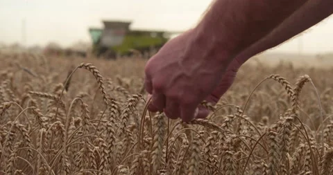 Farmer's hand touching, checking yellow, ripe wheat in the field Stock Footage 251880134