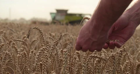 Farmer's hand touching, checking yellow, ripe wheat in the field Stock Footage 251880183