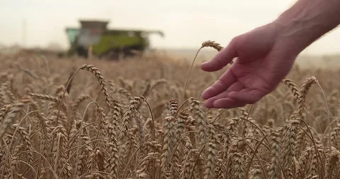 Farmer's hand touching, checking yellow, ripe wheat in the field Stock Footage 251880205
