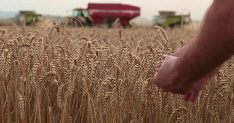 Farmer's hand touching, checking yellow, ripe wheat in the field Stock Footage 251880428