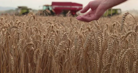 Farmer's hand touching, checking yellow, ripe wheat in the field Stock Footage 251880431
