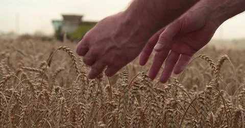 Farmer's hand touching, checking yellow, ripe wheat in the field against th.. Stock Photos