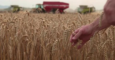 Farmer's hand touching, checking yellow, ripe wheat in the field against th.. Stock Photos