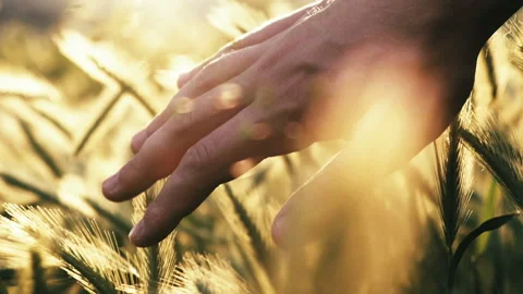 Farmer's hand touching ears of wheat or other agricultural crop 库存影片 170252489