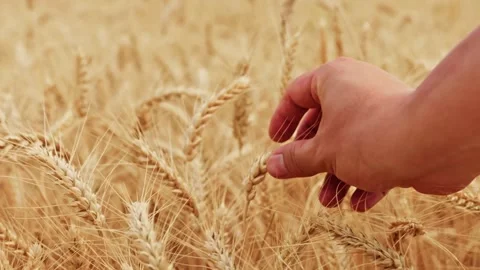 Farmer's Hand Touching Wheat Ears Stock Footage 339324522