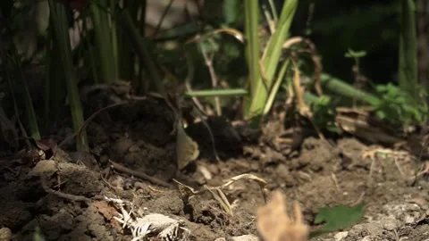 Farmer's hand using a hand hoe farming tools digging the land to be planted Stock Footage 245369773