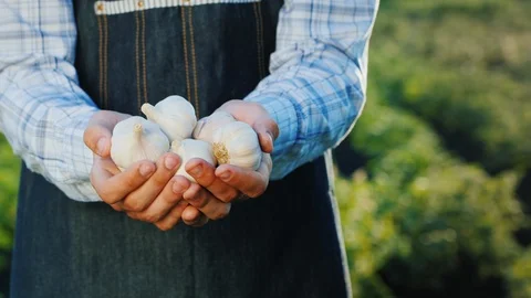 Farmer's hands with a beam of clock from his garden Stock-Footage 121560830