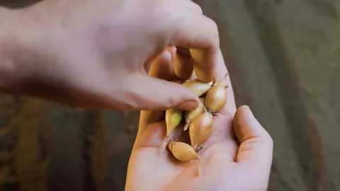 A farmer's hands carefully holding onion seeds ready for planting Stock Footage 267060153