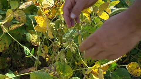 Farmer's hands checking soybeans on plants in the field. Stock Footage 104984127