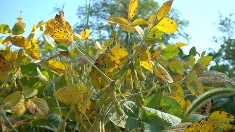 Farmer's hands checking soybeans on plants in the field. Stock Footage 112661540