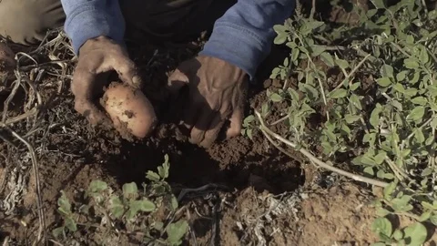 Farmers hands closeup pulling potatoes fro the soil Video stock 82401737