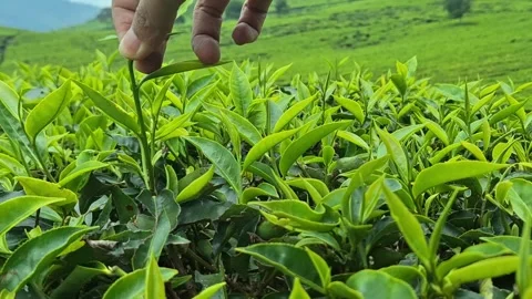 Farmer's hands Stock Footage 289609961