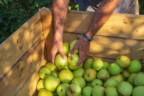 Farmers hands with freshly harvested apples in a large box. Stock Photos