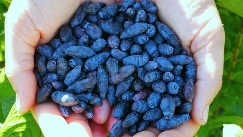 Farmer's hands full of organic honeyberries or honeysuckle berries in UHD Stock Footage
