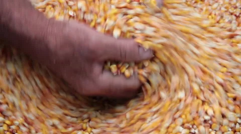 Farmer's hands going through ripe golden maize Stock Footage 53300806