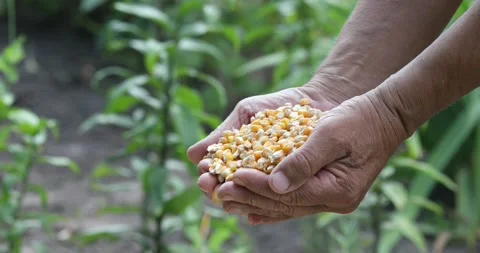 Farmers Hands Holding of corn kernels  on field background. Stock Footage 158307192