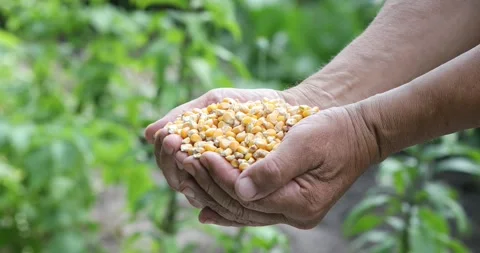 Farmers Hands Holding of corn kernels  on field background. Stock Footage 158307206