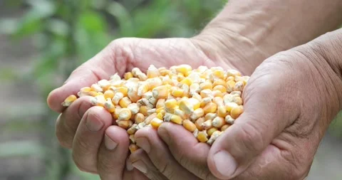 Farmers Hands Holding of corn kernels  on field background. Stock Footage 158307229