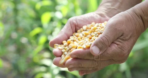 Farmers Hands Holding of corn kernels  on field background. Stock Footage 158307261
