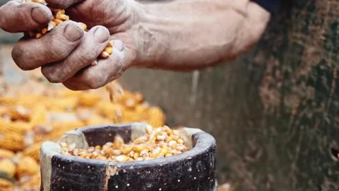 Farmer's hands pick corn grains. Corn kernels harvest. maize Agriculture corn Stock Footage 270464467