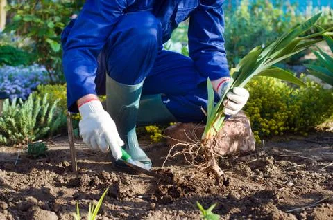 Farmer's hands planting an iris using shovel Stock Photos