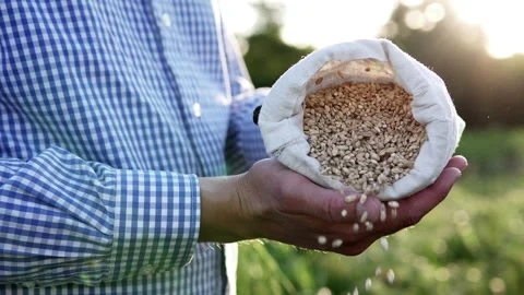 The farmer's hands pour wheat grains into a sack. Grain harvesting. Vídeo Stock 248143653