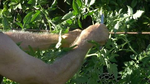 A farmer's hands pruning branches from a tomato plant and tying it up to make Stock-Footage 134377109