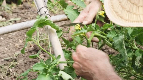 A farmer's hands pruning branches from a tomato plant and tying it up to ma.. Stock Footage 243367824
