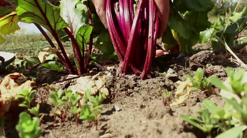 Farmer's hands pull a mature beet from the ground and clean it of dirt. Stock Footage 115902461