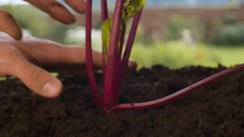 Farmer's hands pulling out beets Stock Footage 137813986
