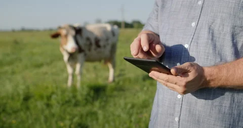 Farmer's hands with a tablet, working in a pasture where a cow is grazing in the Stock Footage 168283610