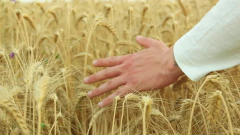 Farmer's hands touching spikelets close-up on the background of a wheat field Stock Footage 157599247