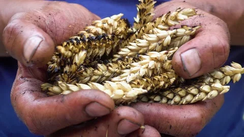 Farmer's hands with wheat after the fire. Stock Footage 201138035