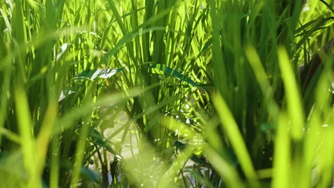 Farmer's Hands Work Through Rice, Bali Stock Footage 147300919