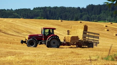 Farmers harvest grain from the field (farmer loads haystacks on the tractor) Stock Footage