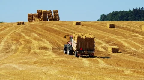 Farmers harvest grain from the field (farmer loads haystacks on the tractor) Stock Footage