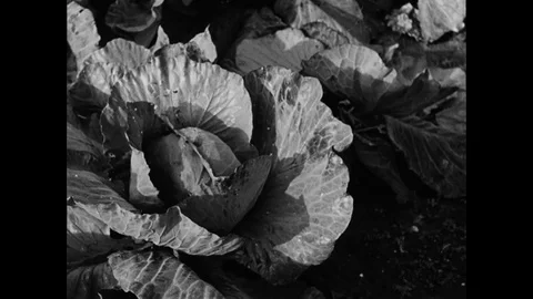 Farmers Harvesting Cabbage Stock Footage 90197615