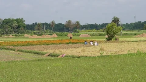 Farmers Harvesting Crops 库存影片 335209579