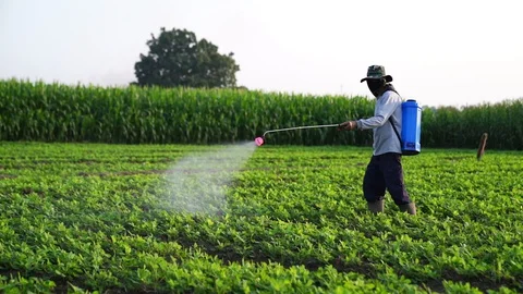 Farmers inject fertilizer into vegetable fields. Video stock 127671561
