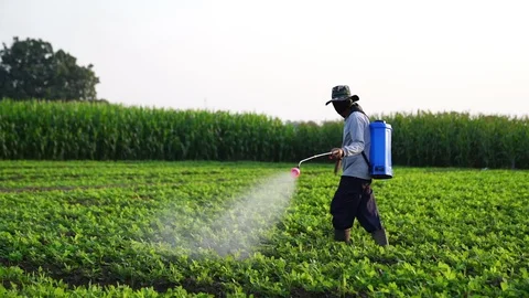 Farmers inject fertilizer into vegetable fields. Warm light in the morning. Stock Footage