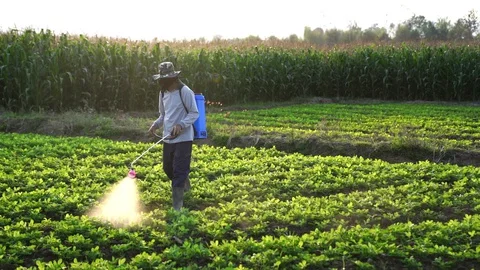Farmers inject fertilizer into vegetable fields. Video stock 127671979