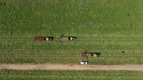 Farmers load watermelons into containers Stock Footage 211322502