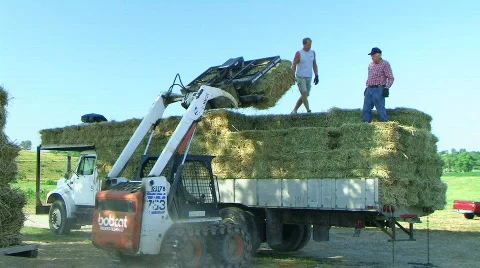 Farmers Loading Hay 02 Stock-Footage 623948