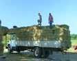 Farmers Loading Hay 02 SD Footage